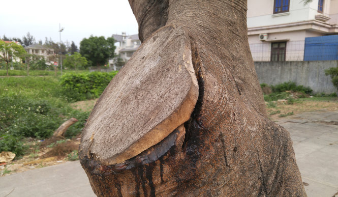 [-]Trụi[-]lủi[-]"đường[-]phượng[-]bay"[-]đẹp[-]bậc[-]nhất[-]Việt[-]Nam